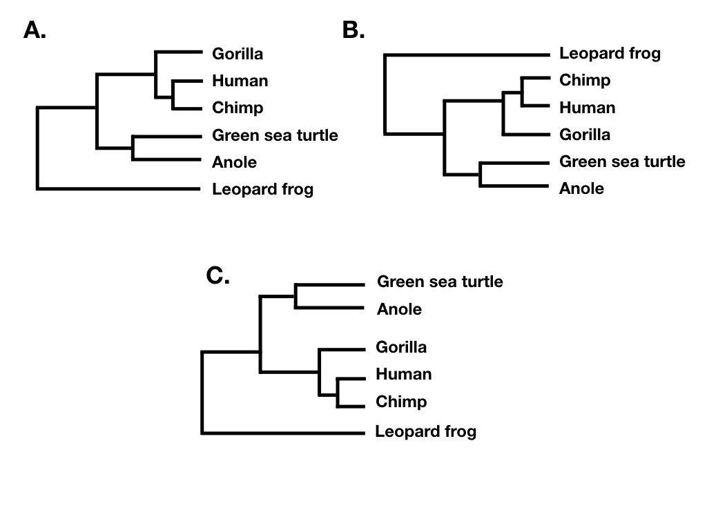 Introduction To Birth Death Models Phylogenetic Comparative Methods