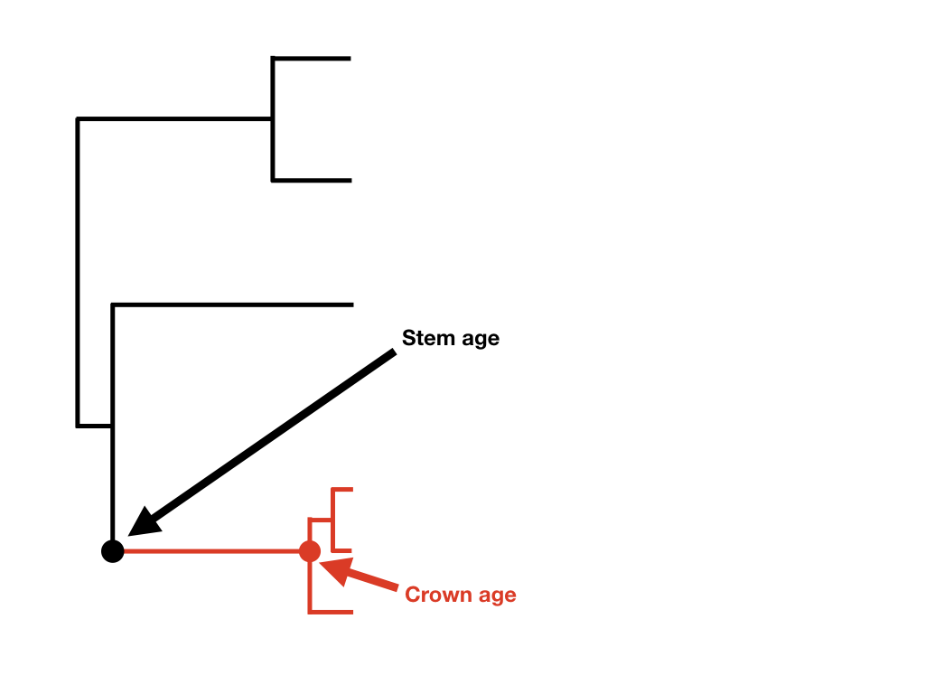 Figure 11.2. Crown and stem age of a clade of interest (highlighted in red). Image by the author, can be reused under a CC-BY-4.0 license.
