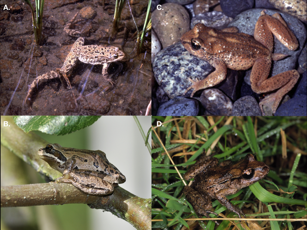 Figure 12.1. Contrasts in frog diversity. Spotted frogs (A) and Pacific tree frogs (B) come from diverse clades, while tailed frogs (C) and New Zealand frogs (D) are from depauperate clades. Photo credits: A: Sean Neilsen / Wikimedia Commons / Public Domain, B: User:The High Fin Sperm Whale / Wikimedia Commons / CC-BY-SA-3.0, C: User:Leone.baraldi / Wikimedia Commons / CC-BY-SA-4.0, D: Phil Bishop / Wikimedia Commons / CC-BY-SA-2.5.