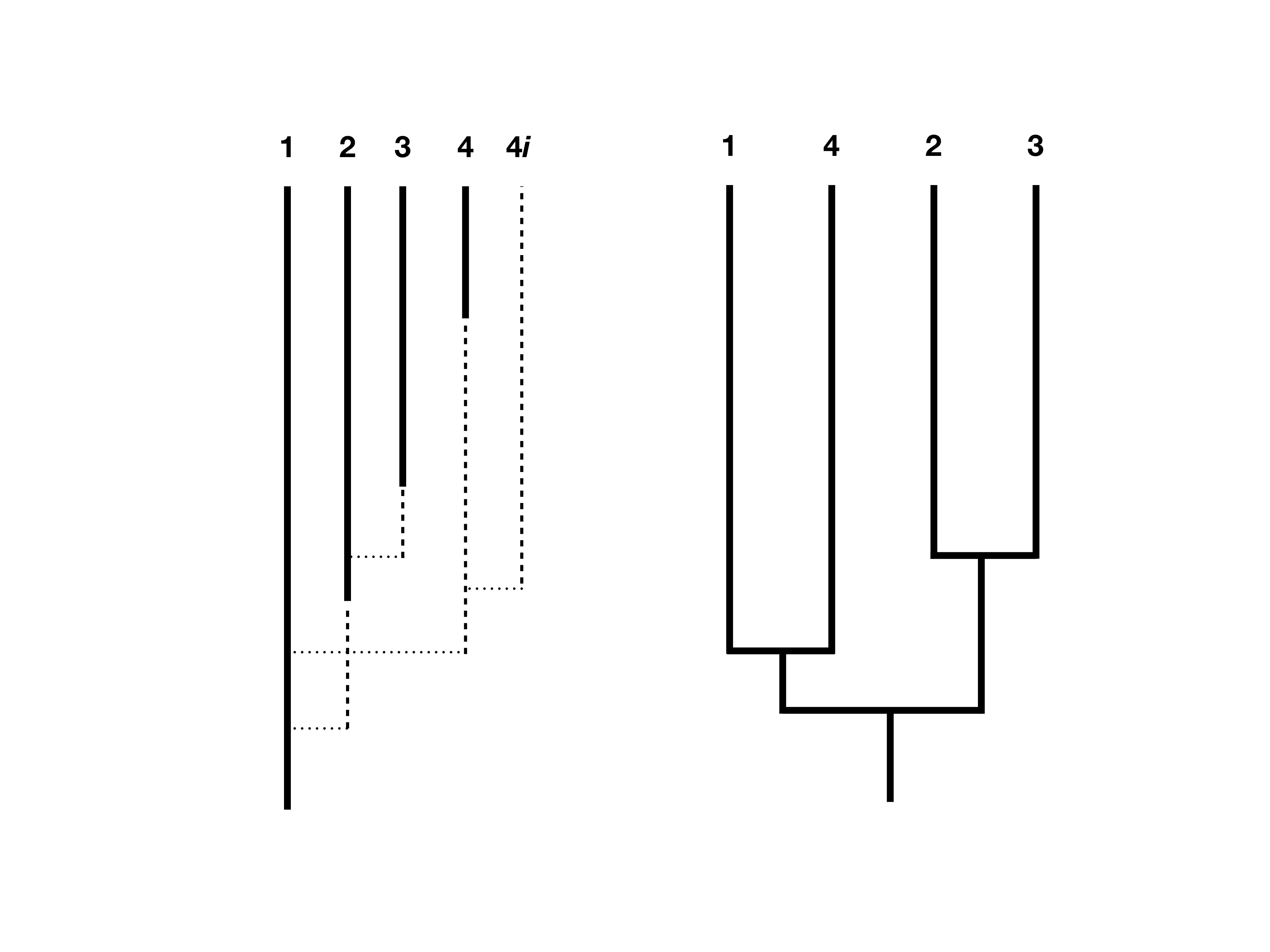 Figure 12.5. An illustration of the protracted model of speciation on a phylogenetic tree. Panel A shows the growing tree including full (solid lines) and incipient species (dotted lines). Incipient species become full at some rate, and if that does not occur before sampling then they are not included in the final species tree (panel B; e.g. lineage 4i). Redrawn from Lambert et al. (2015). Image by the author, can be reused under a CC-BY-4.0 license.