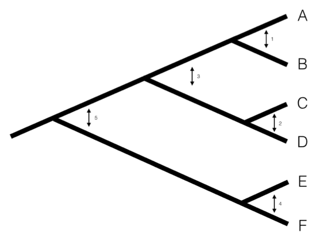 Figure 4.1. Pruning algorithm that can be used to identify five independent contrasts for a tree with six species following(following Felsenstein 1985). The numbered order in this figure is only one of several possibilities that work; one can also prune the tree in the order 1, 2, 4, 3, 5 and get identical results. Image by the author, can be reused under a CC-BY-4.0 license.