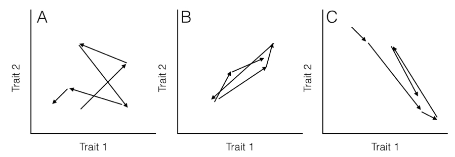 Figure 5.2. Hypothetical pathways of evolution (arrows) for (A) two uncorrelated traits, (B) two traits evolving with a positive covariance, and (C) two traits evolving with a negative covariance. Note that in (B), when trait 1 gets larger trait 2 also gets larger, but in (C) positive changes in trait 1 are paired with negative changes in trait 2. Image by the author, can be reused under a CC-BY-4.0 license.