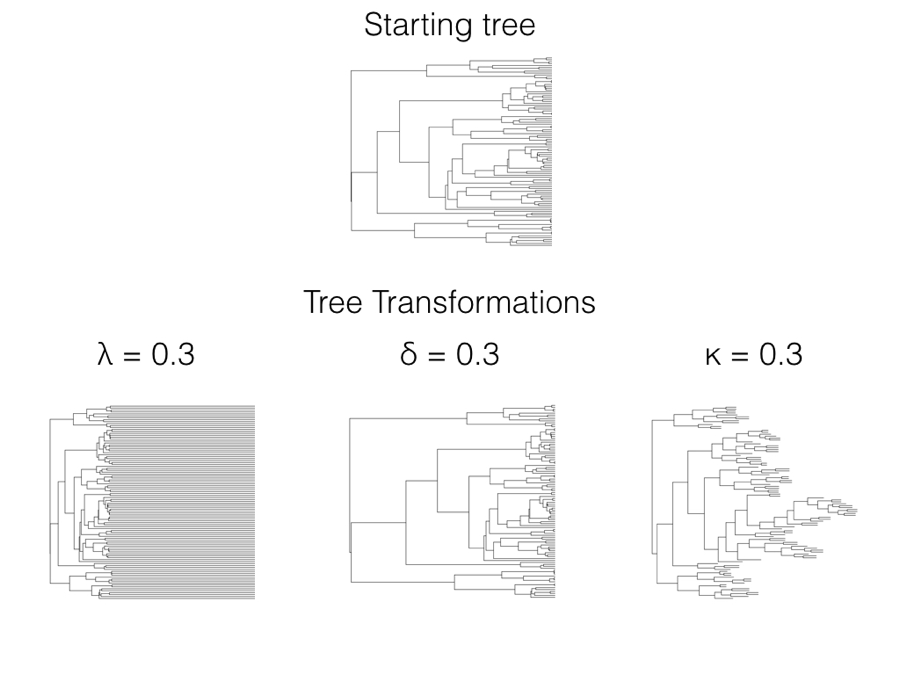 Figure 6.1. Branch length transformations effectively alter the relative rate of evolution on certain branches in the tree. If we make a branch longer, there is more “evolutionary time” for characters to change, and so we are effectively increasing the rate of evolution along that branch. Image by the author, can be reused under a CC-BY-4.0 license.