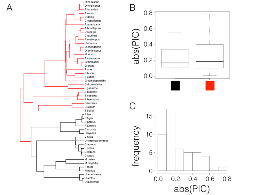 Figure 6.2. Rate tests comparing carnivores (black) with other mammals (red; Panel A) using data from Garland (1992). Box-plots show only a slight difference in the absolute value of independent contrasts for the two clades, and the distribution of absolute values of contrasts is strongly skewed. Image by the author, can be reused under a CC-BY-4.0 license.