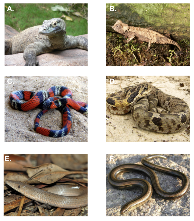 Figure 7.1. Squamates, legged and legless. A. Komodo dragon, B. Brookesia chameleon, C. False coral (Oxyrhopus guibei) and D. hognose snakes, E. a pygopodid - a limbless gecko and F. an anguid, another legless lizard. Photo credits: A: User:Raul654 / Wikimedia Commons / CC-BY-SA-3.0, B. Brian Gratwicke / CC-BY-2.0, C. User:Gionorossi / Wikimedia Commons / CC-BY-SA-4.0, D. User:Bladerunner8u / Wikimedia Commons / CC-BY-SA-3.0, E. User:Smacdonald / Wikimedia Commons / CC-BY-SA-2.5, F. User:Marek_bydg / Wikimedia Commons / CC-BY-SA-3.0.