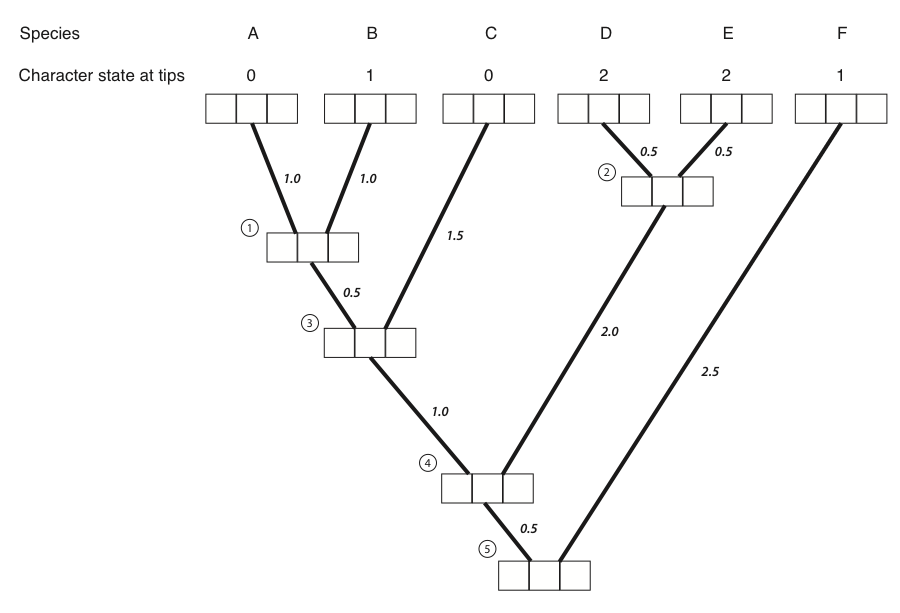 Figure 8.4A. Each tip and internal node in the tree has three boxes, which will contain the probabilities for the three character states at that point in the tree. The first box represents a state of 0, the second state 1, and the third state 2. Image by the author, can be reused under a CC-BY-4.0 license.