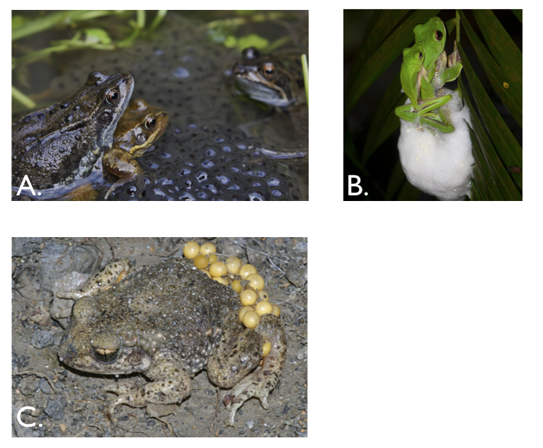 Figure 9.1. Examples of frog reproductive modes. (A) European common frogs lay jellied eggs in water, which hatch as tadpoles and metamorphose; (B) Malabar gliding frogs make nests that, supported by foam created during amplexus, hang from leaves and branches; (C) Male midwife toads carry fertilized eggs on their back. Photo credits: A: Thomas Brown / Wikimedia Commons / CC-BY-2.0, B: Vikram Gupchup / Wikimedia Commons / CC-BY-SA-4.0 C: Christian Fischer / Wikimedia Commons / CC-BY-SA-3.0