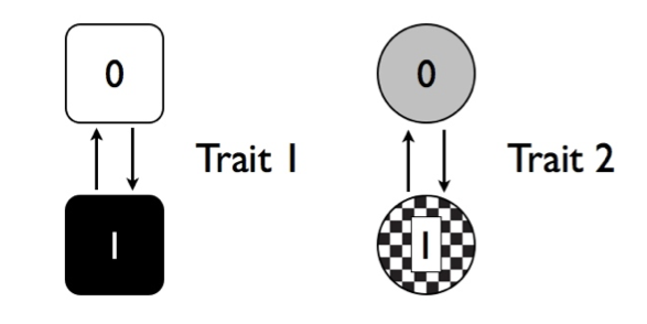 Figure 9.4. Two discrete character traits, each with two states (labeled 0 and 1). Image by the author, can be reused under a CC-BY-4.0 license.